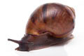 Achatina achatina achatina Nigeria F1 typ 2 juvenil